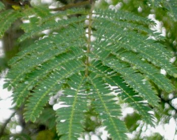 PSYLLE DE L'ALBIZIA