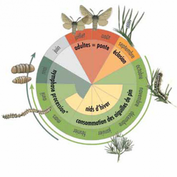 Cycle de vie processionnaire du pin